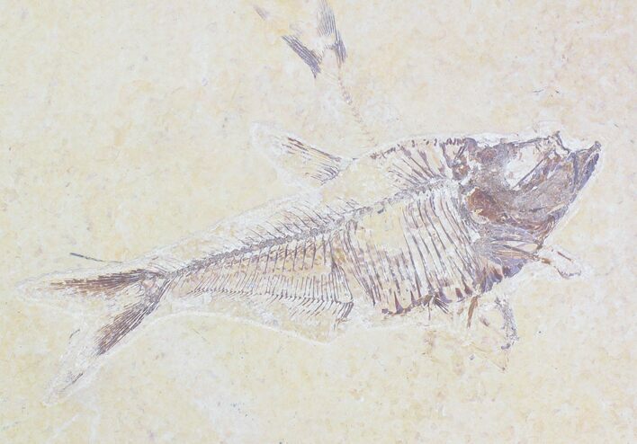Bargain Diplomystus Fossil Fish - Wyoming #21448